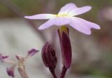 Malcolmia flexuosa