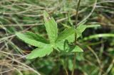 Astrantia trifida