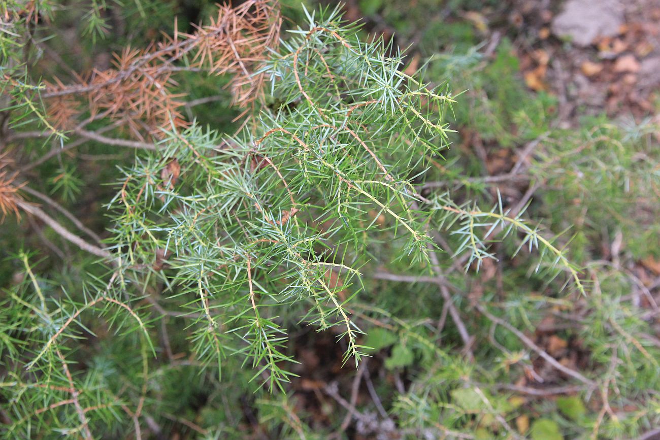 Изображение особи Juniperus oblonga.