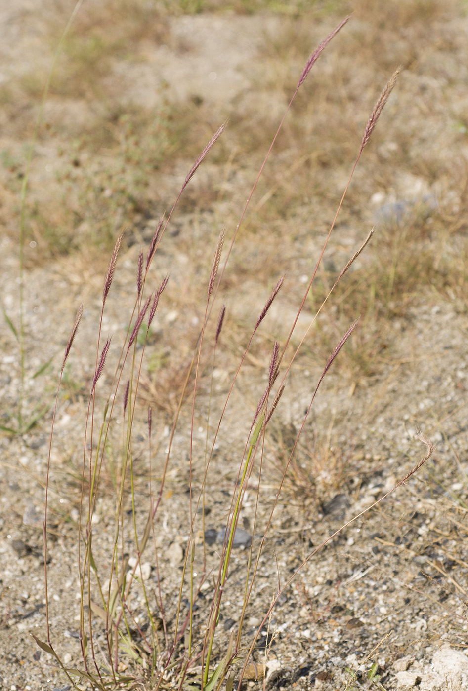 Изображение особи Hordeum bogdanii.