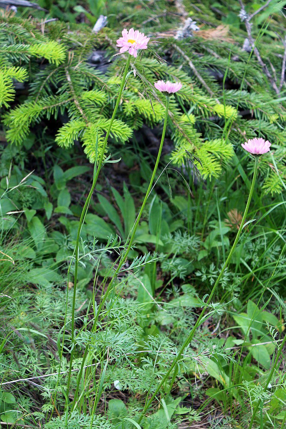 Изображение особи Pyrethrum coccineum.