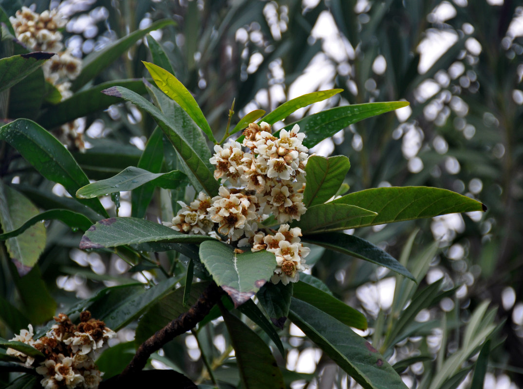 Изображение особи Eriobotrya japonica.