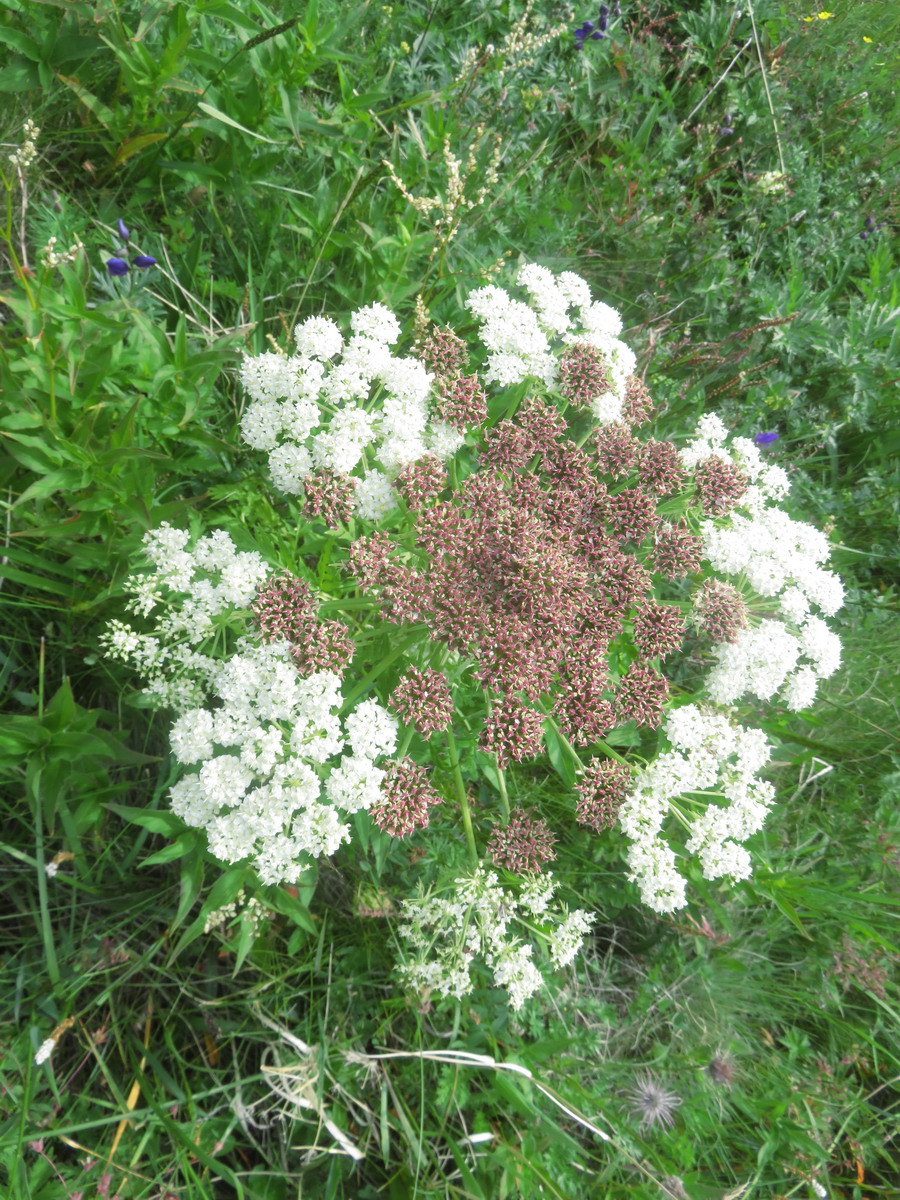 Изображение особи Pleurospermum uralense.