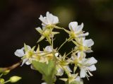 Dombeya kirkii