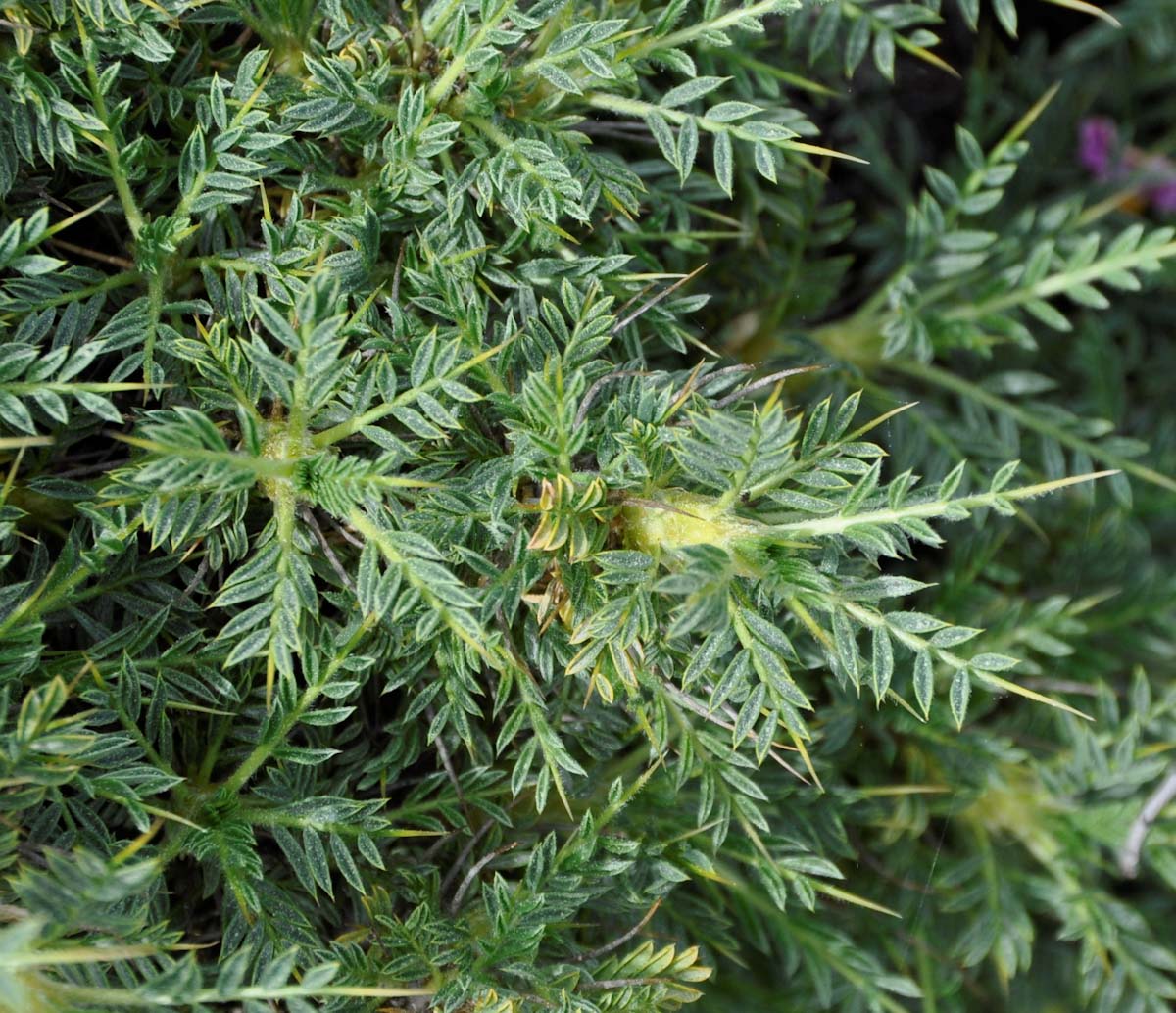 Изображение особи Astragalus echinus.