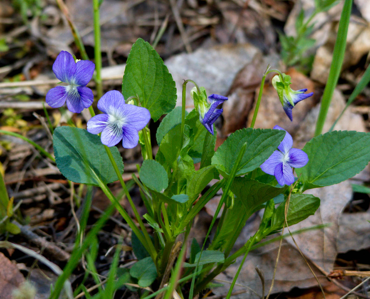 Изображение особи Viola ruppii.