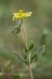 Helianthemum salicifolium