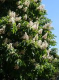 Aesculus hippocastanum. Верхушки веток с соцветиями. Ростовская обл., г. Каменск-Шахтинский, газон по ул. К. Маркса. 11.05.2013.