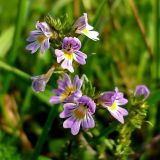 Euphrasia officinalis. Соцветие. Ленинградская обл., Выборгский р-н, экопоселение \"Ясное\". 30 августа 2008 г.