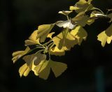 Ginkgo biloba