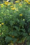 Tanacetum разновидность crispum