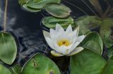 Nymphaea candida