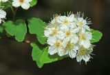 Spiraea flexuosa. Цветки (Spiraea elegans Pojark.). Приморский край, Октябрьский р-н, окр. с. Заречное, гора Сенькина Шапка, западный склон, на каменных развалах в дубовом лесу. 17.05.2022.