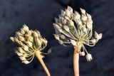 Allium michaelis