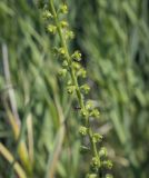 Agrimonia eupatoria