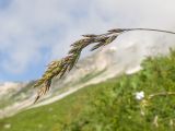 Festuca woronowii. Верхушка побега с соцветием. Адыгея, Кавказский биосферный заповедник, гора Гузерипль, ≈ 2100 м н.у.м., субальпийский луг. 28.06.2023.