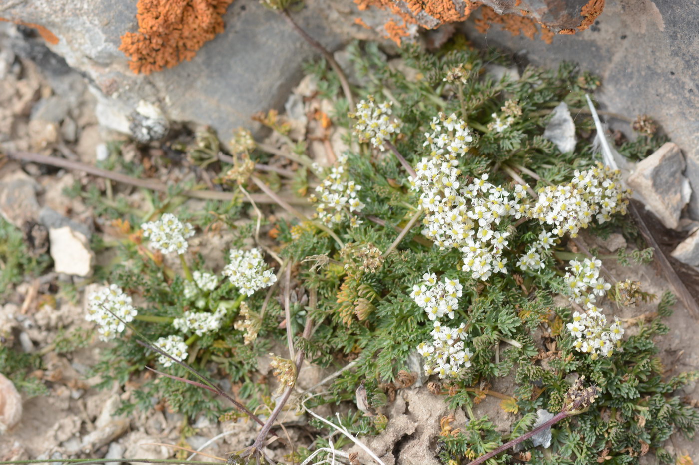 Изображение особи Lomatocarpa albomarginata.