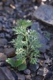 Teucrium orientale