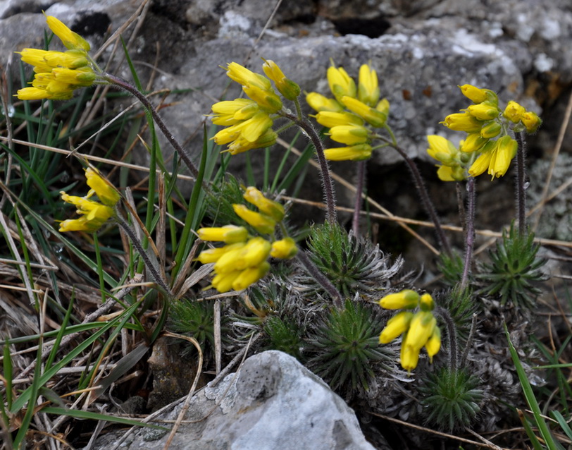 Изображение особи Draba cuspidata.