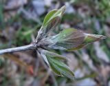 Lonicera xylosteum. Верхушка побега с распускающимися листьями. Чувашия, окр. г. Шумерля, Кумашка, оз. Горелое. 26 апреля 2007 г.