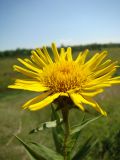 Inula ensifolia. Соцветие. Украина, Николаевская обл., Еланецкий р-н, заповедник Еланецкая степь, склон балки Прусакова, 02.07.2011.