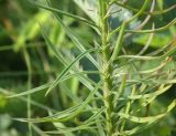 Linaria ruthenica. Средняя часть побега. Белгородская обл., окр. пос. Борисовка, ур. Острасьев яр, луговая степь. 08.07.2011.