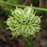 Caltha palustris