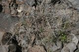 Aulacospermum darwasicum. Отмершее растение. Таджикистан, Памир, долина р. Бардара. 09.08.2011.