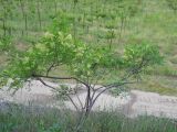 Colutea cilicica. Плодоносящее растение. Крым, окрестности Ялты. 26 мая 2012 г.