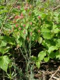 Bongardia chrysogonum. Плодоносящее растение (на заднем плане Cornus sanguinea). Узбекистан, г. Ташкент, Ботанический сад им. Ф.Н. Русанова. 13.04.2008.