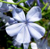 Plumbago auriculata. Цветок. Франция, Лазурный Берег, г. Канны, сквер на набережной Круазет. 21.06.2012.