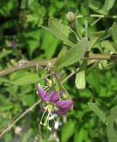 Lycium barbarum. Часть веточки с соцветием. Украина, г. Одесса. 10.05.2013.