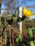 Sonchus arvensis