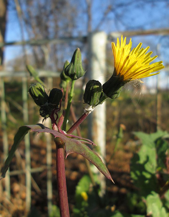 Изображение особи Sonchus arvensis.