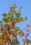 Metasequoia glyptostroboides. Верхняя часть кроны молодого дерева с хвоёй в осенней окраске. Черноморское побережье Кавказа, Геленджикский р-н, с. Кабардинка, Старый парк. 9 ноября 2013 г.