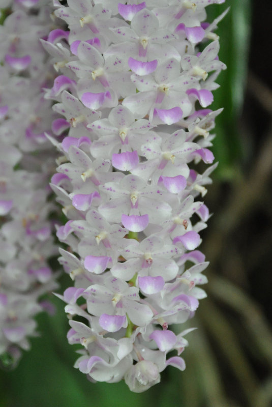 Изображение особи Rhynchostylis gigantea.