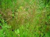 Agrostis gigantea