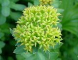 Rhodiola rosea