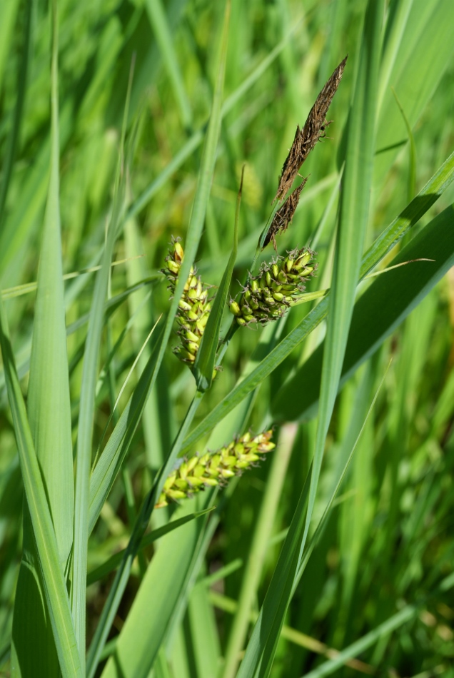 Изображение особи Carex rugulosa.