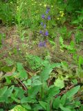 Salvia stepposa