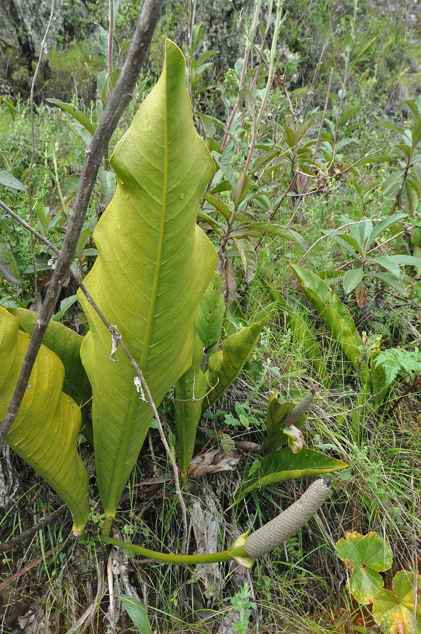 Изображение особи род Anthurium.