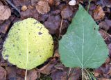 Populus tremula. Листья с нижней (слева, длина 12.5 см) и с вехней (справа, длина 15 см) частей побега. Мурманская обл., Севроморский р-н, пос. Росляково, берег губы Грязная. 26.09.2009.