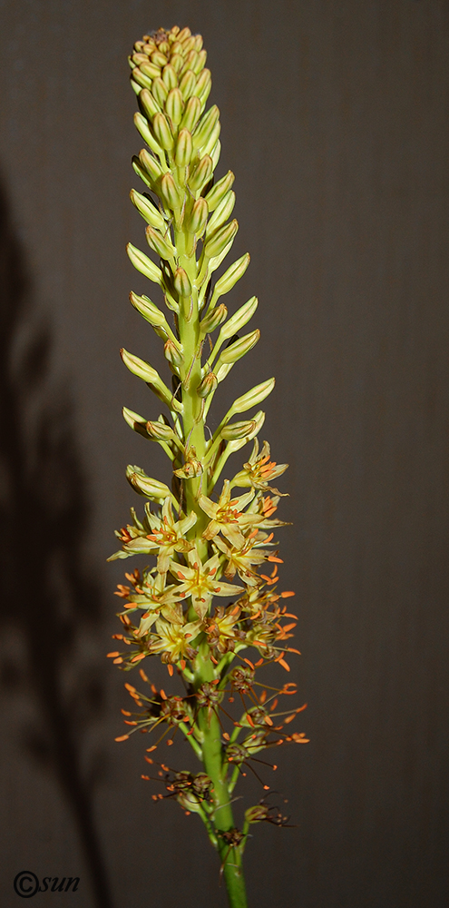 Image of Eremurus spectabilis specimen.