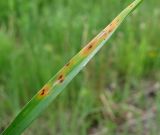 Dactylis glomerata