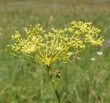 Peucedanum morisonii