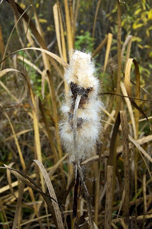 Изображение особи Typha elata.