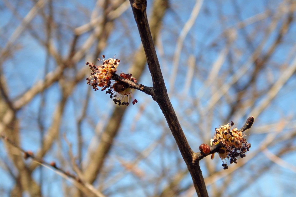 Изображение особи Ulmus minor.