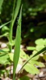 Melica uniflora