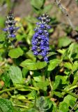 Ajuga reptans. Верхушка цветущего растения. Московская обл., окр. г. Железнодорожный, опушка смешанного леса. 09.05.2016.