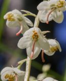 Pyrola rotundifolia